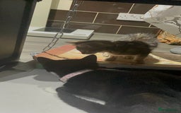 Mixed Breed cats for sale: 4 stunning tabby kittens - Image 11