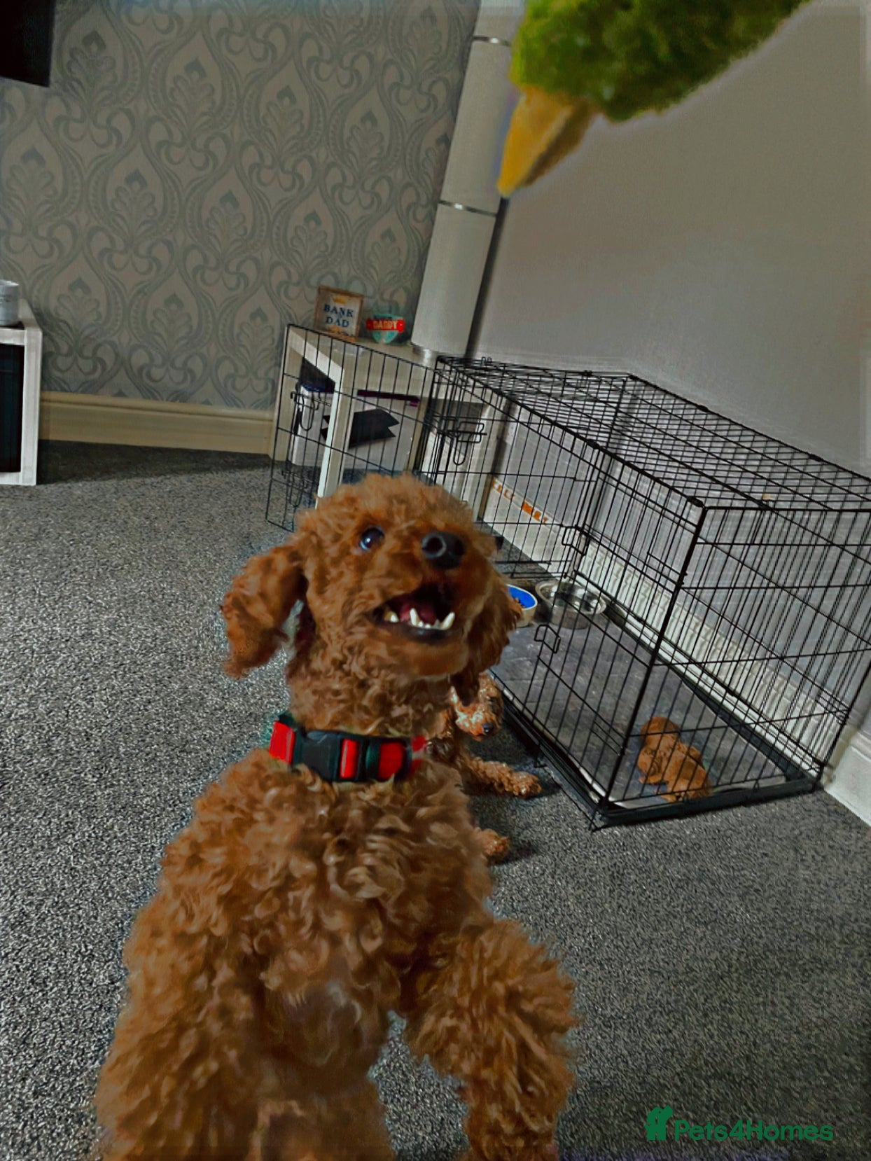 Miniature Poodle dogs Red Miniature Poodle Stud *Clear of 400 diseases* in Keighley - Advert 1