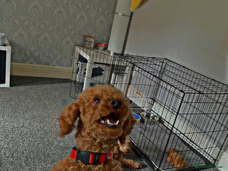 Miniature Poodle dogs Red Miniature Poodle Stud *Clear of 400 diseases* in Keighley - Advert 1