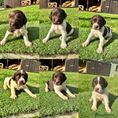 English Springer Spaniel dogs - Advert 1