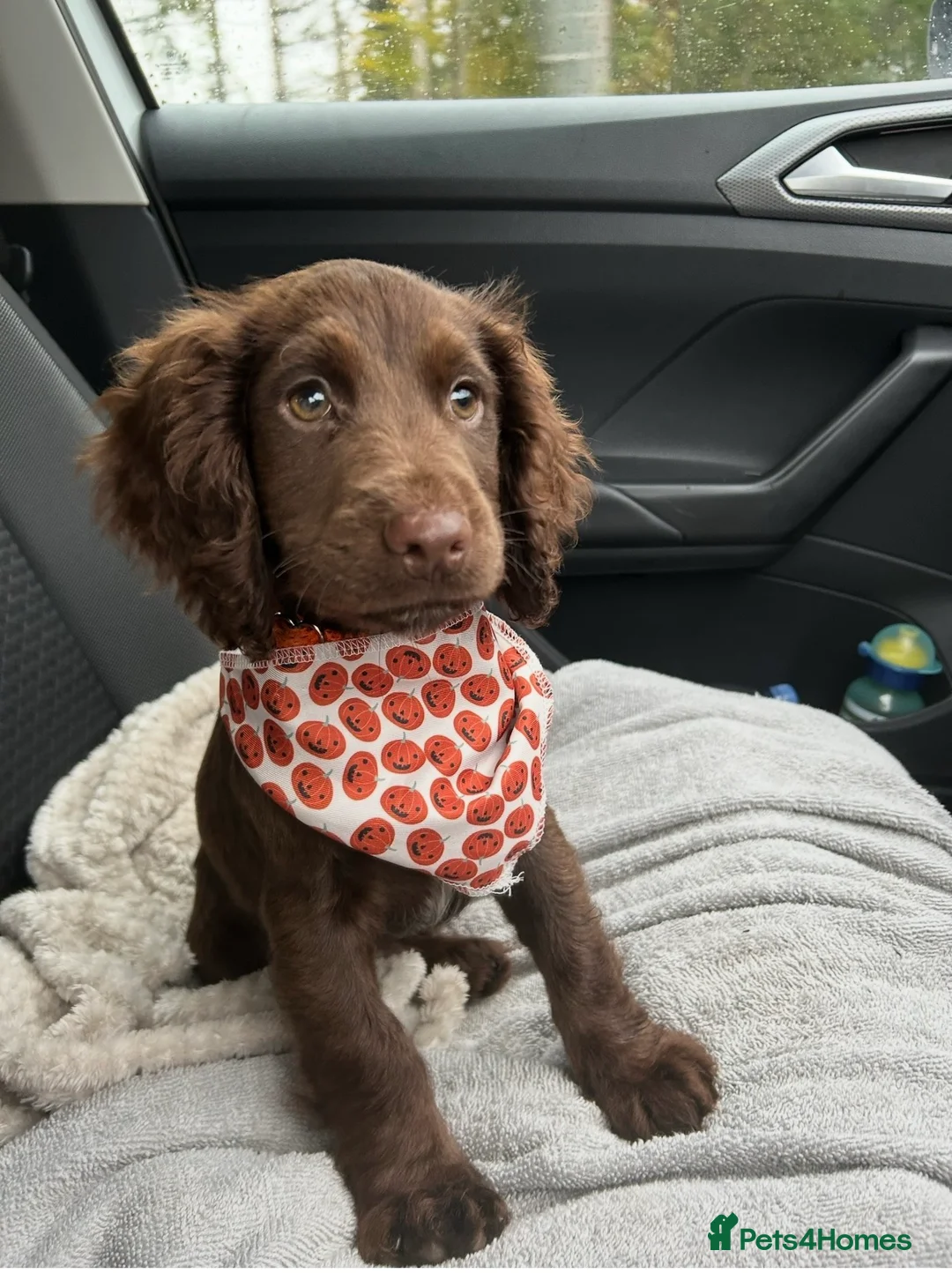 Cocker Spaniel dogs for stud: Stunning Cocker Spaniel for Stud in Corbridge - Advert 13