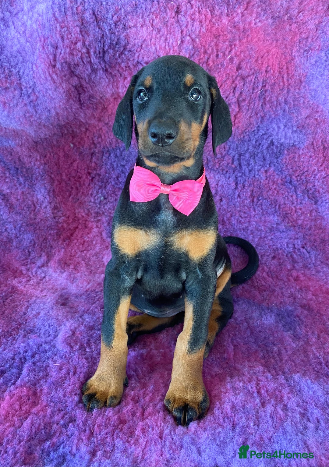 Dobermann dogs for sale: KC REG HEALTH TESTED EUROPEAN DOBERMAN : REDUCED! - Advert 32