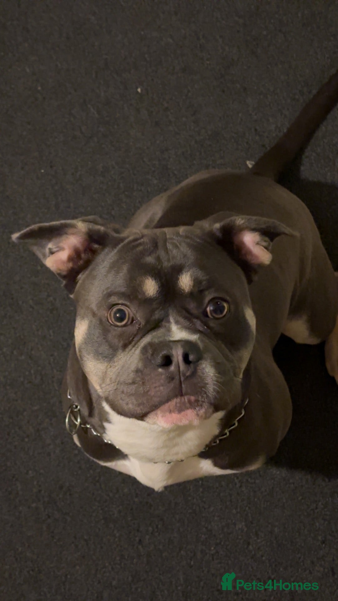 Mixed Breed dogs Baron - Advert 6