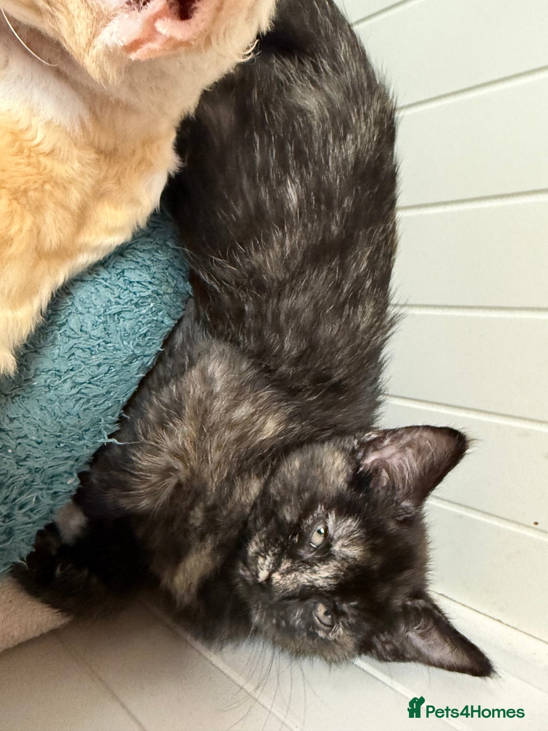Devon Rex cats for sale: Adorable first generation permitted outcross - Image 25