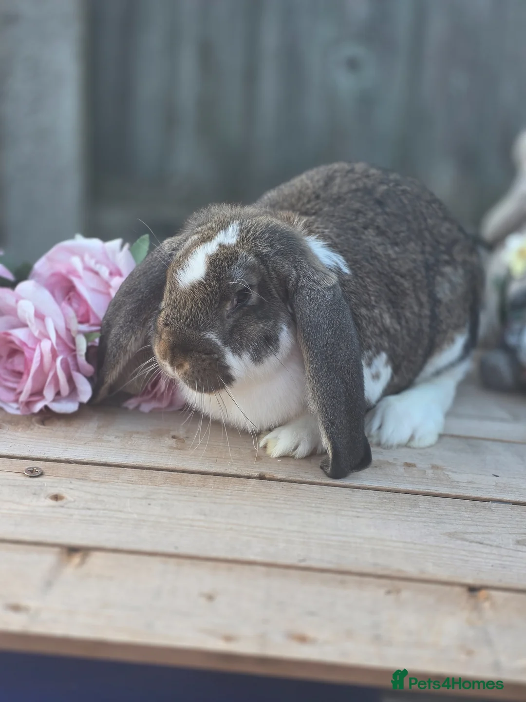 French Lop rabbits for sale: Agouti Butterfly Romanian import French Lop Doe - Advert 8
