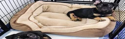 French Bulldog dogs for sale: Beautiful French Bulldog Puppies - Advert 6