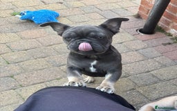 French Bulldog dogs for sale: NOW REDUCED, final 2 KC reg frenchies in Sheffield - Image 6