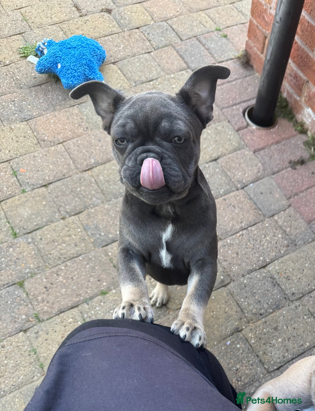 French Bulldog dogs for sale: NOW REDUCED, final 2 KC reg frenchies in Sheffield - Image 6