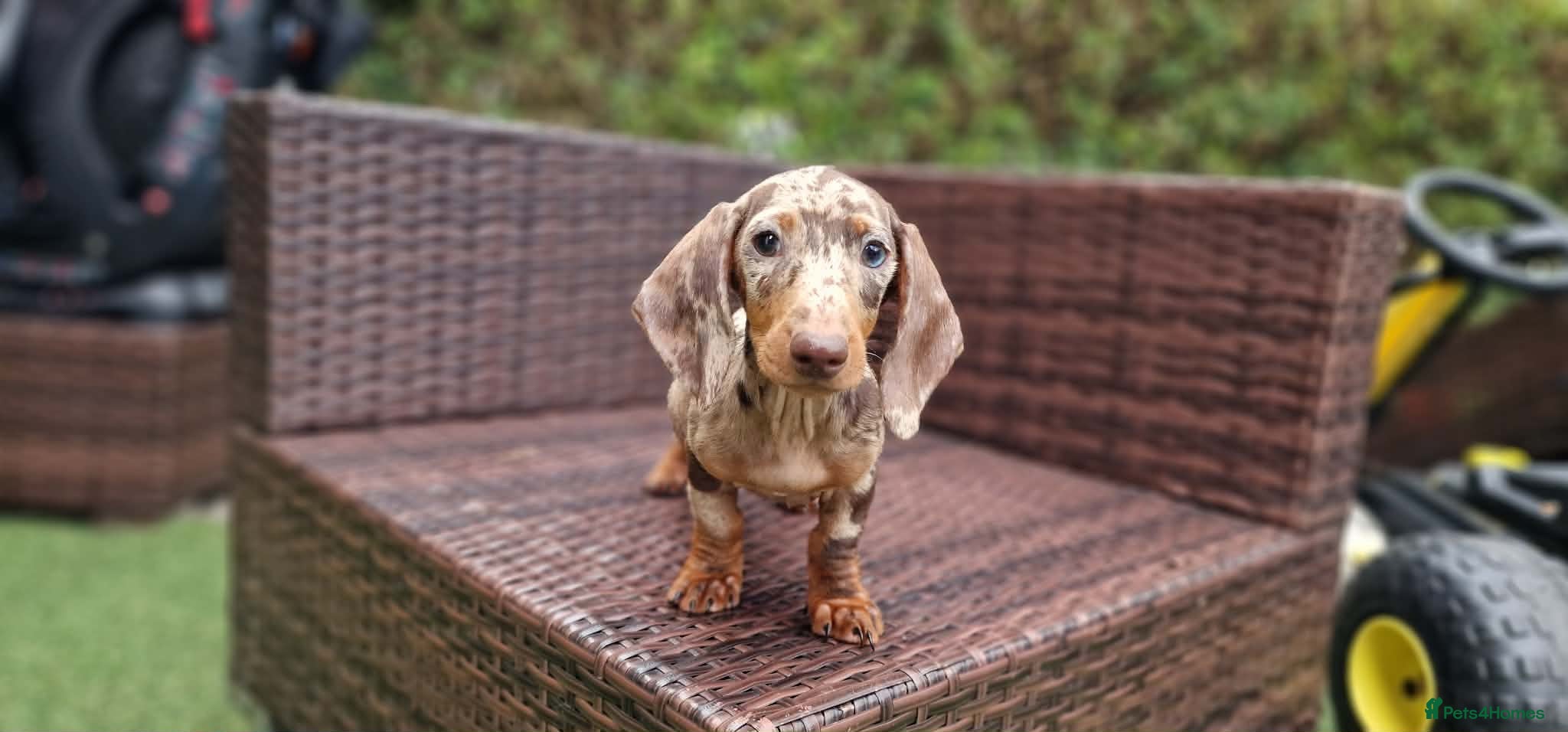 Miniature Dachshund dogs  Beautiful Mini dachshund   - Advert 2