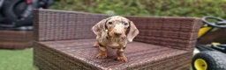Miniature Dachshund dogs for sale:  Beautiful Mini dachshund   - Advert 3