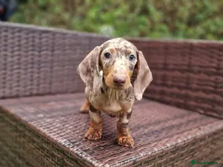 Miniature Dachshund dogs Beautiful Mini dachshund - Advert 2