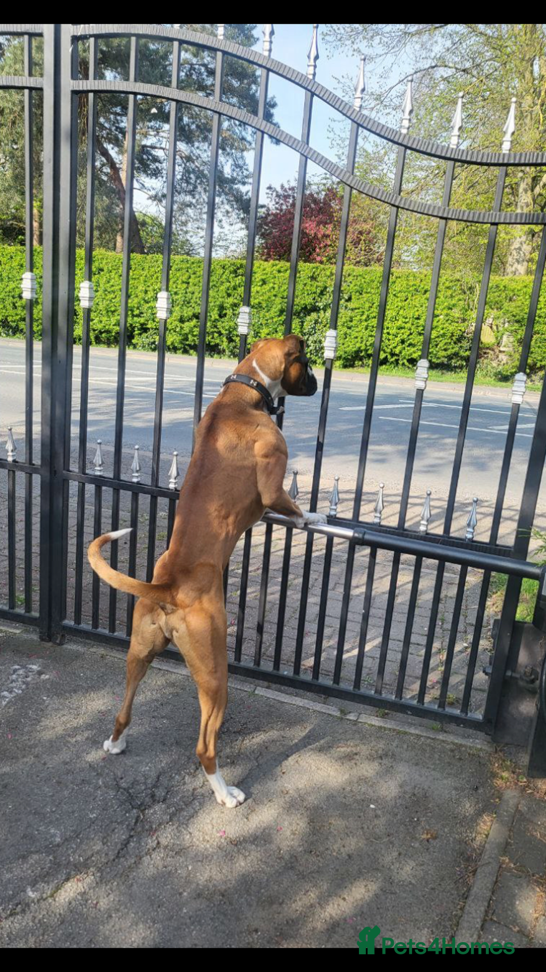Boxer dogs for stud: Handsome Boxer for Stud  in Beverley - Advert 7