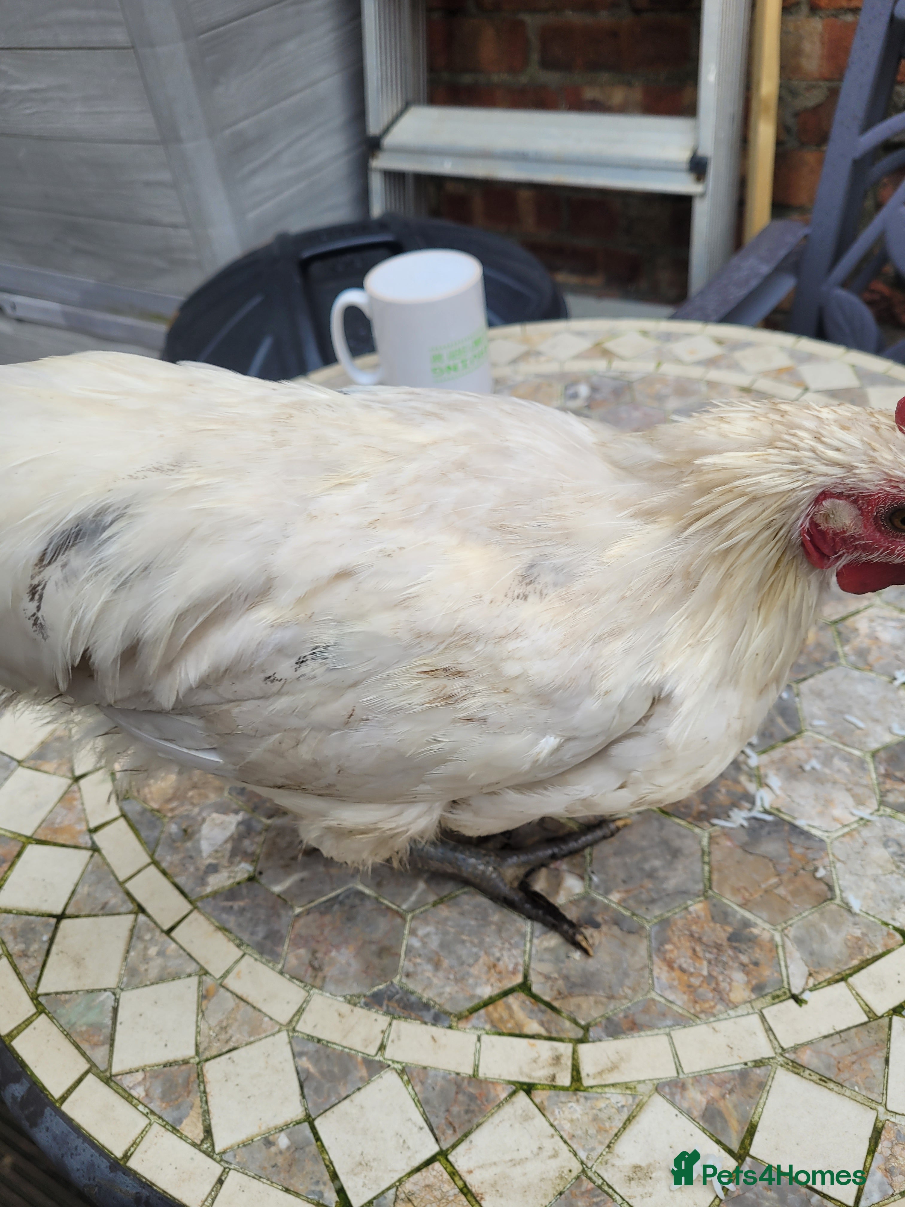 Quail poultry Quail chicks& Leghorn chicken  - Advert 6