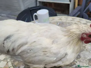 Quail poultry Quail chicks& Leghorn chicken - Advert 6