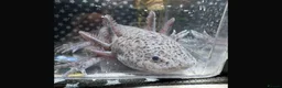 Axolotl reptiles for sale: Axanthic Melanistic Axoltol in Barrow-in-Furness - Advert 3