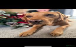 Labrador Retriever dogs for stud: 4 Year Old Fox Red Labrador Retriever  - Image 3