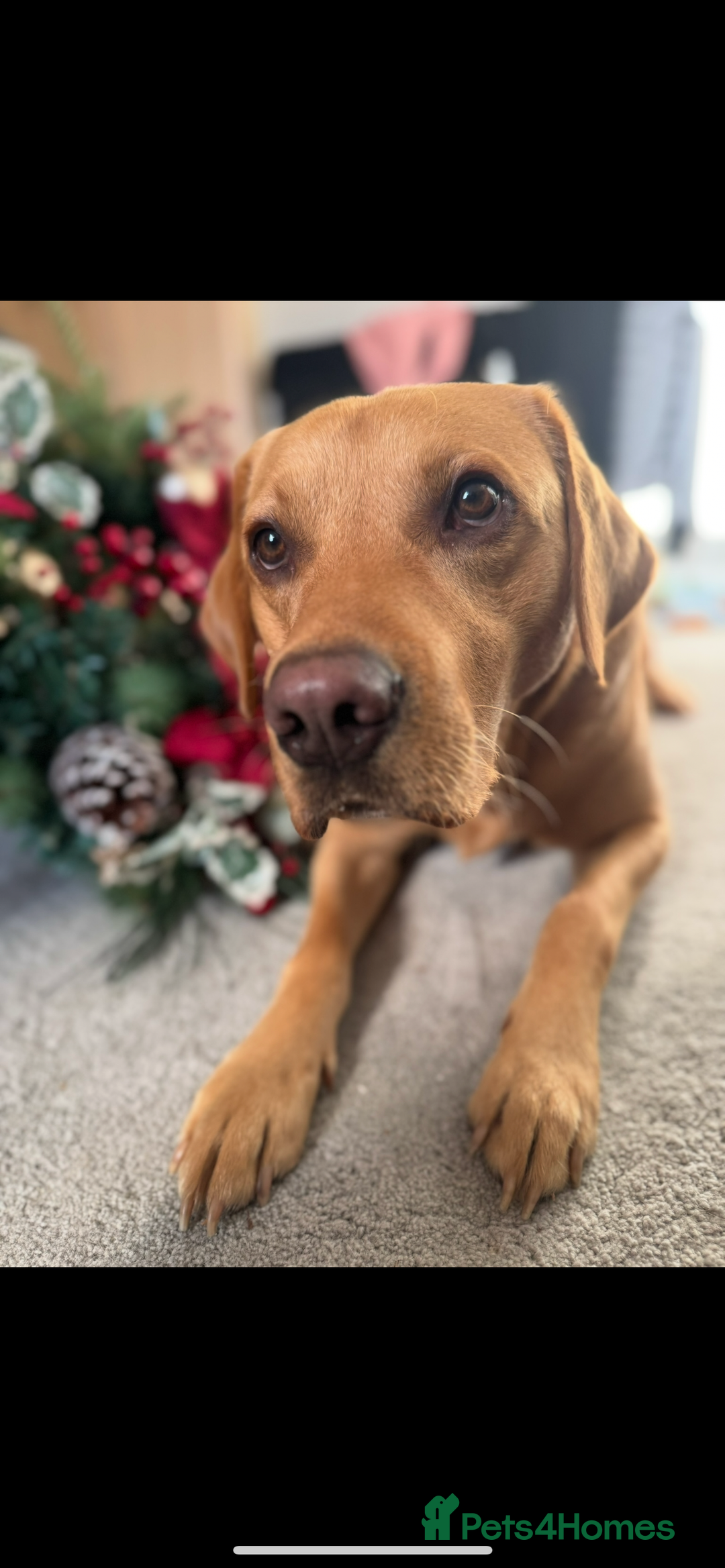 Labrador Retriever dogs for stud: 4 Year Old Fox Red Labrador Retriever  - Image 3