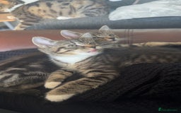 Mixed Breed cats for sale: Kittens available to leave 12th Oct - Image 10