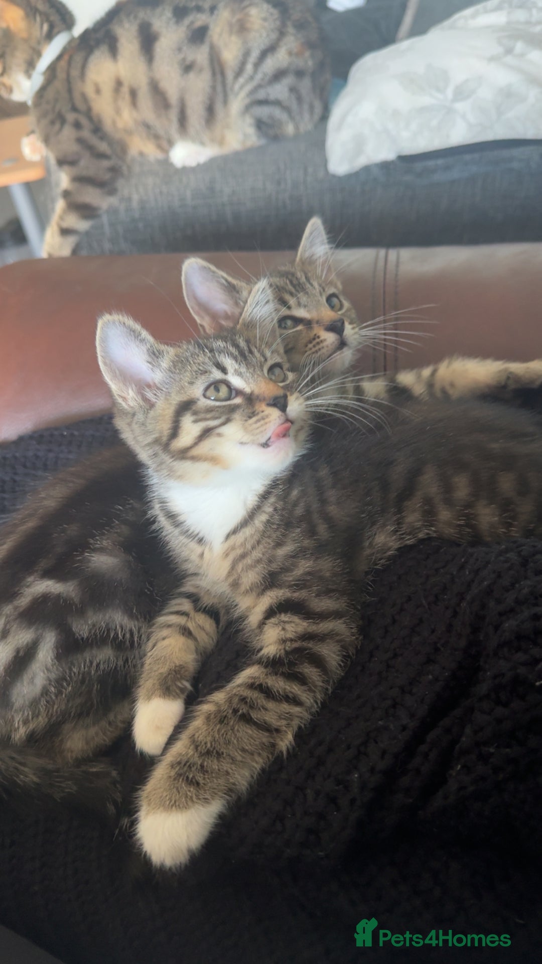 Mixed Breed cats for sale: Kittens available to leave 12th Oct - Image 10