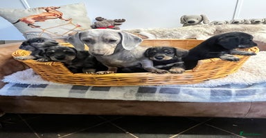 Mixed Breed dogs - Advert 12
