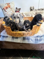 Mixed Breed dogs - Advert 12