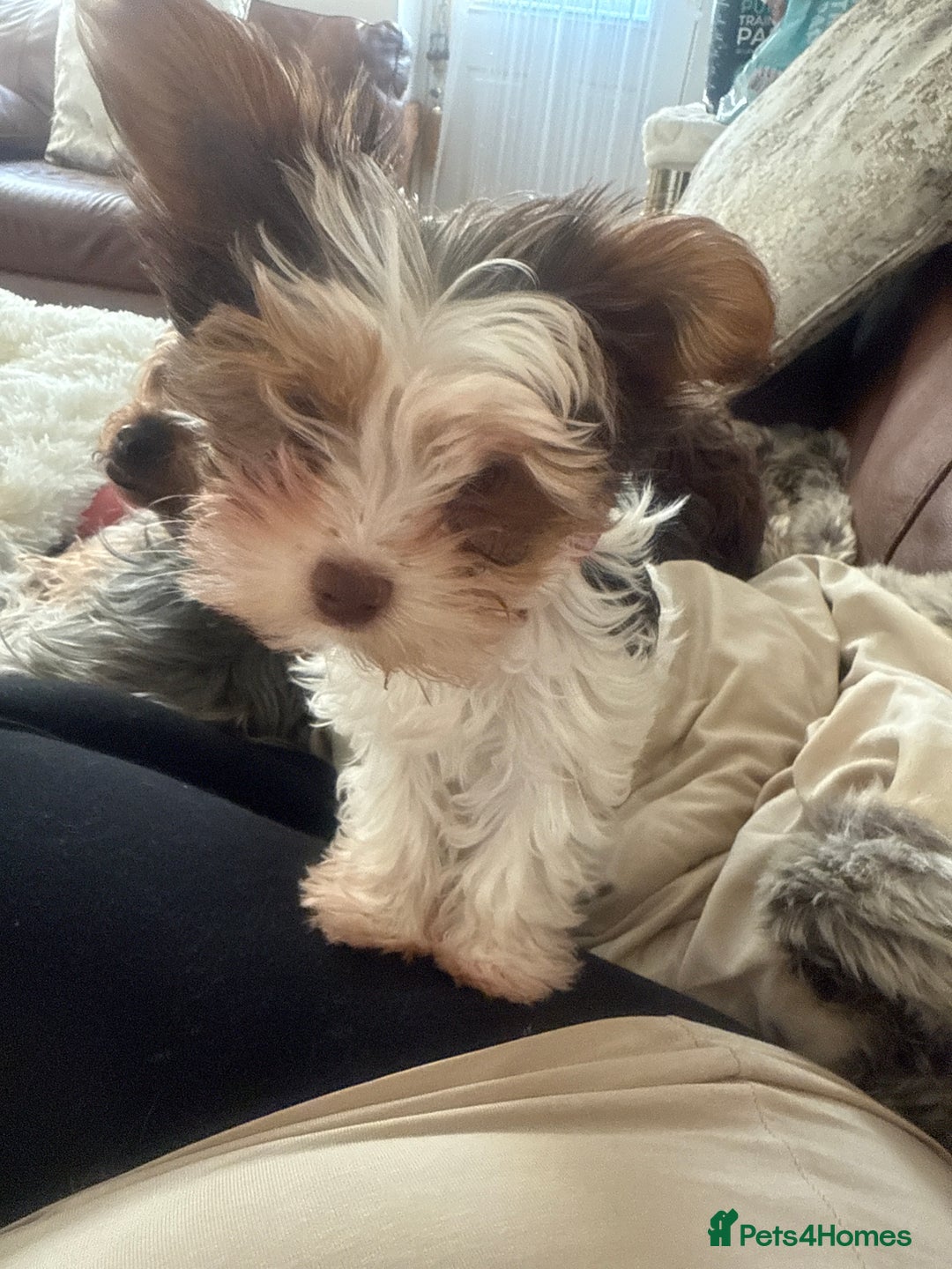 Mixed Breed dogs for sale: Viewer little girl available  - Advert 1