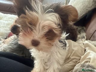 Mixed Breed dogs Viewer little girl available - Advert 8