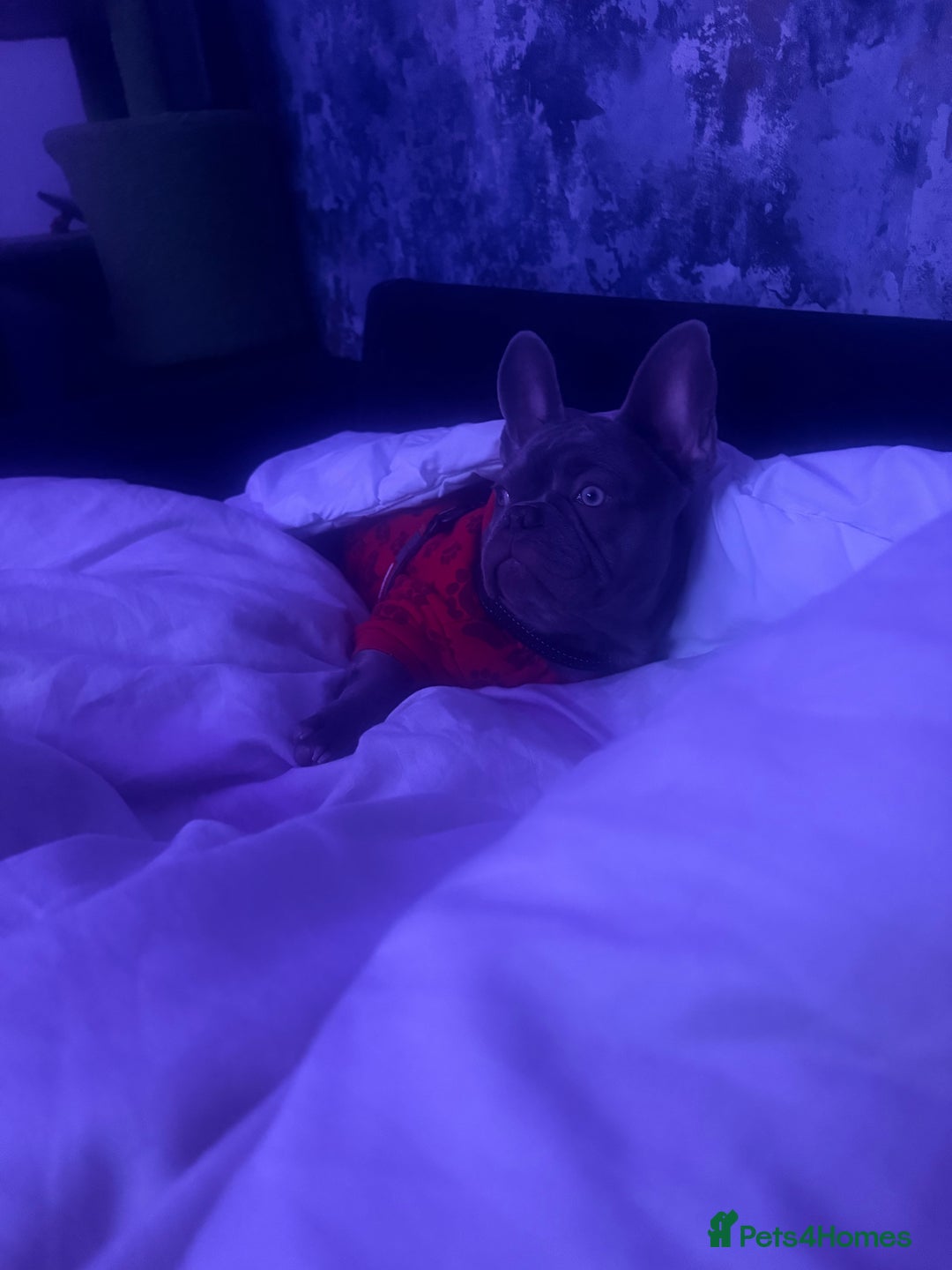 French Bulldog dogs for sale: Silver/Lilac French Bulldog Boy.  - Advert 5