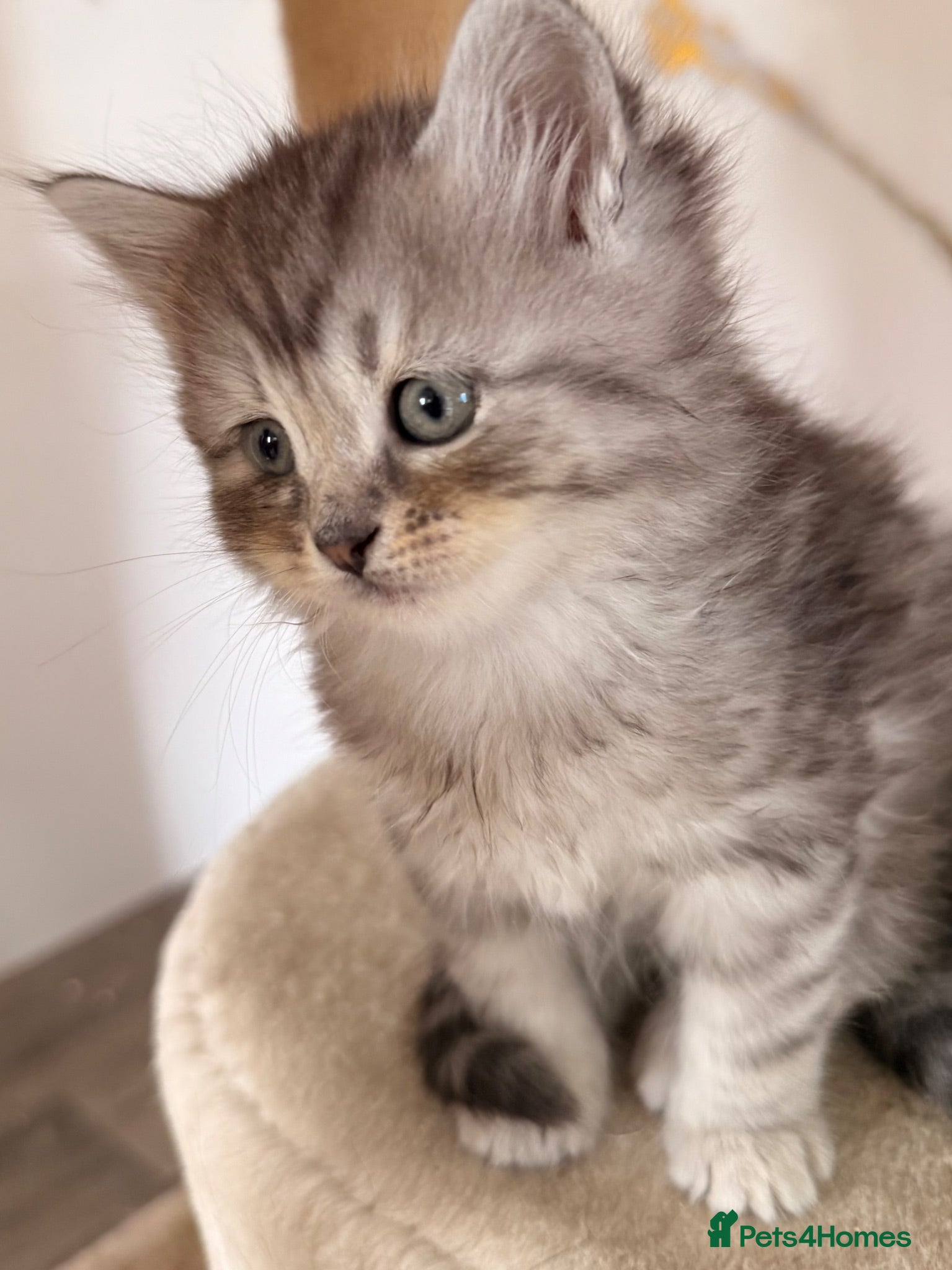 Siberian cats New imported lines Siberian kittens - Advert 1