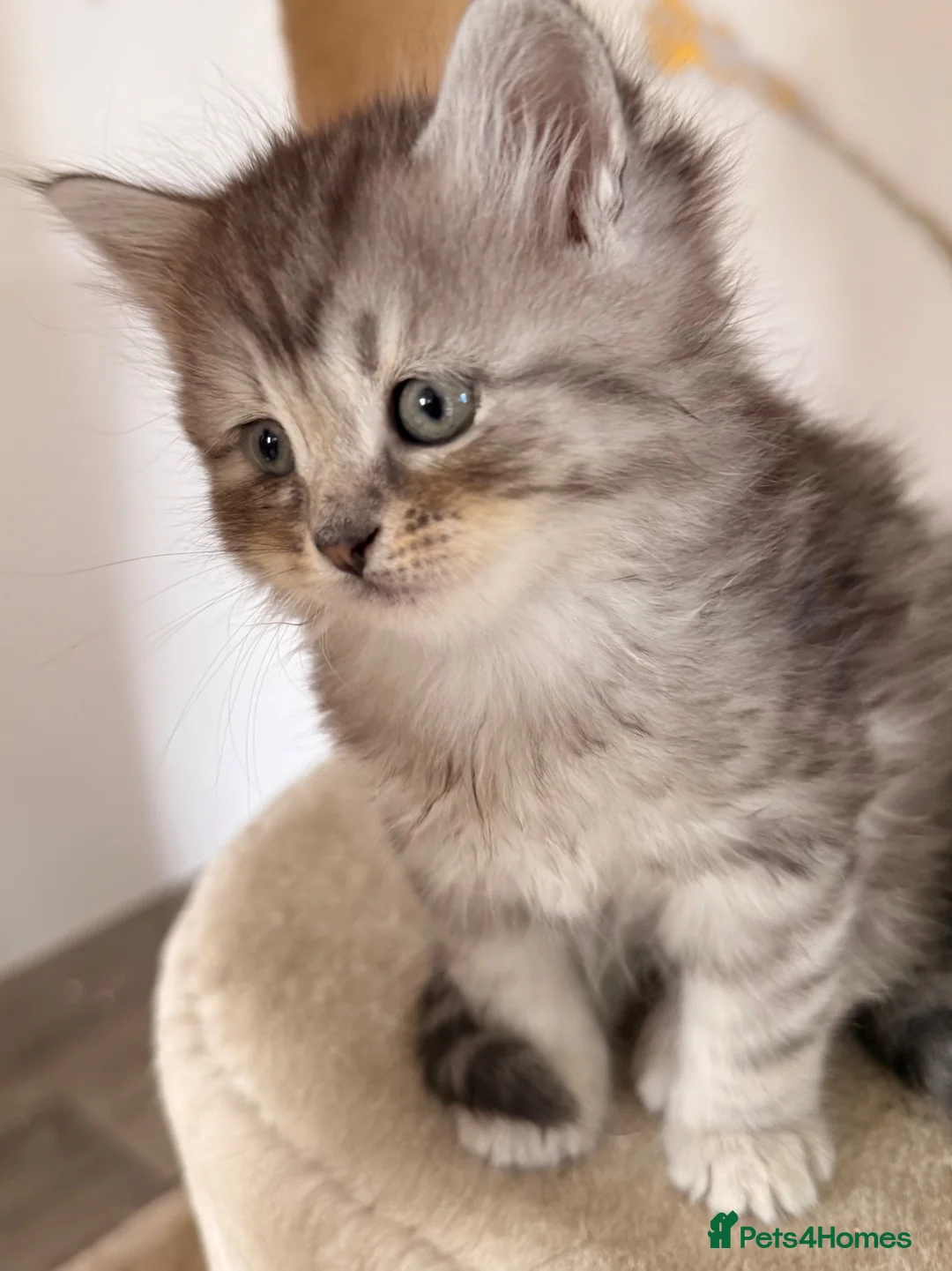 Siberian cats for sale: New imported lines Siberian kittens - Advert 1