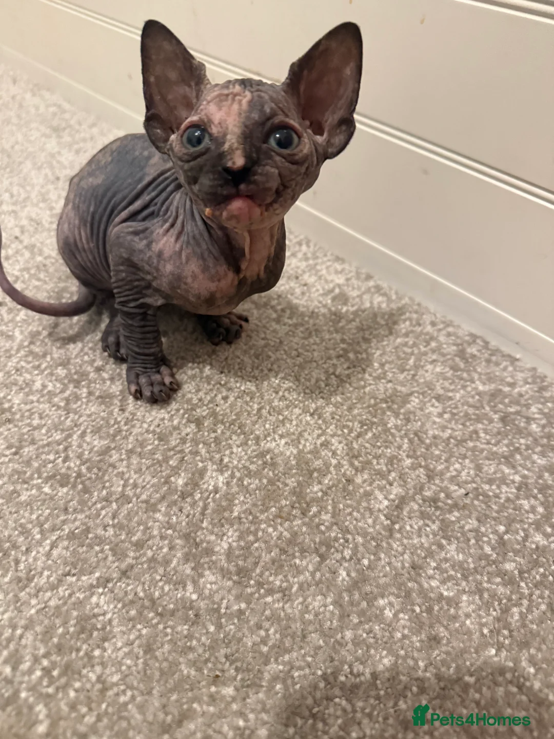 Sphynx cats for sale: Beautiful baby Sphynx  - Advert 10