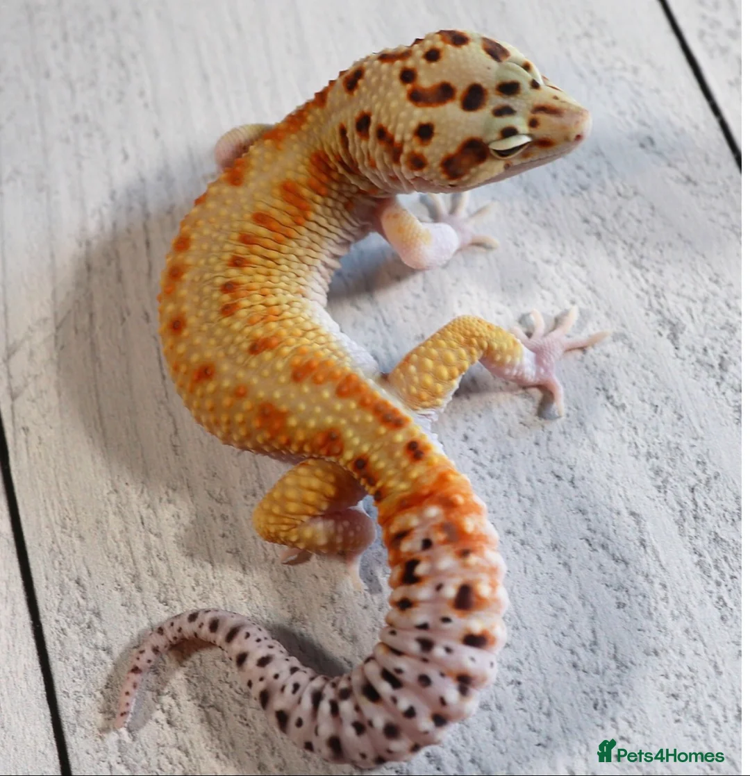 Leopard Gecko reptiles for sale: High end leopard gecko morphs - Advert 5