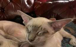 Siamese cats for sale: Blue tabby point and cinnamon tabby point boys - Image 9