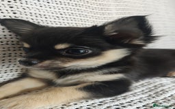 Chihuahua dogs for sale: Adorable Loving hand reared ready now Chihuahuas - Image 27