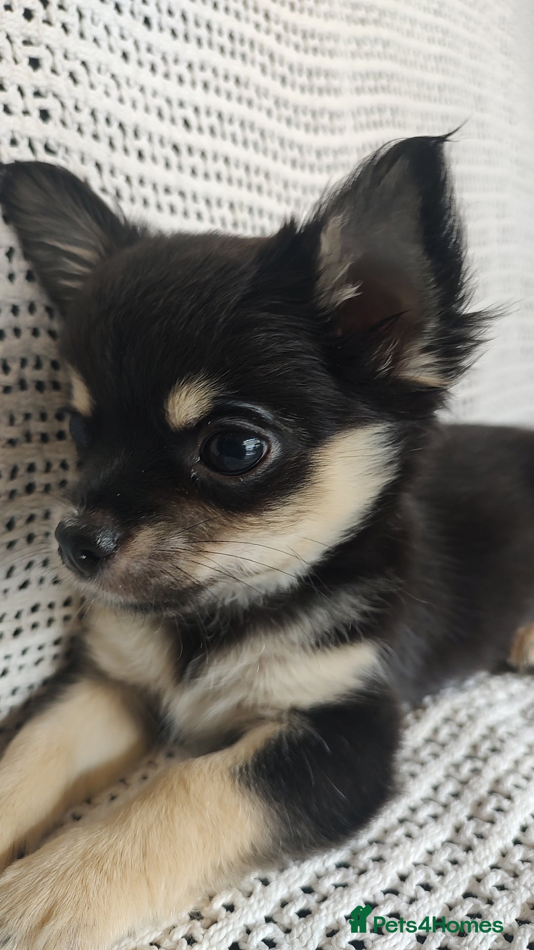 Chihuahua dogs for sale: Adorable Loving hand reared ready now Chihuahuas - Image 27