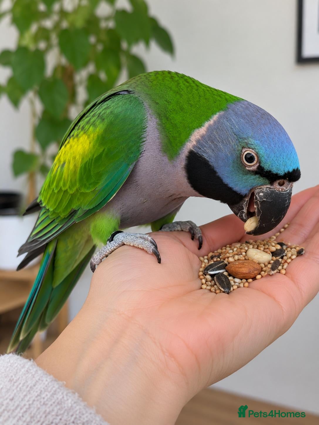 Parakeets birds Derbyan Chinese parakeet babies 3 months old - Advert 1