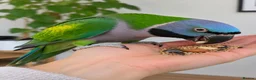 Parakeets birds for sale: Derbyan Chinese parakeet babies 3 months old - Advert 1