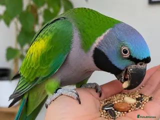 Parakeets birds Derbyan Chinese parakeet babies 3 months old - Advert 12