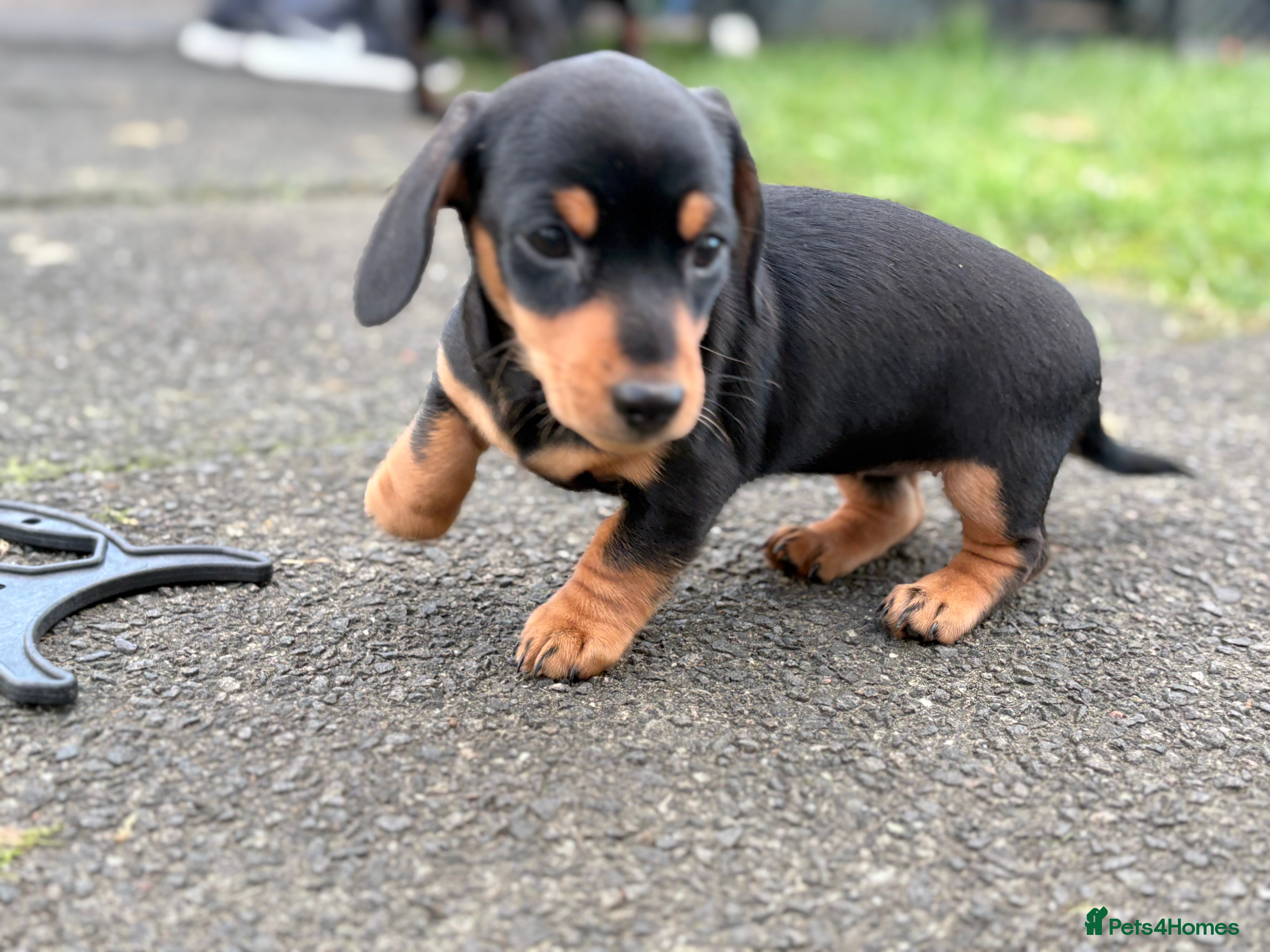Miniature Dachshund dogs Miniature Dachshunds dapple. KC reg 4th Jan - Advert 3