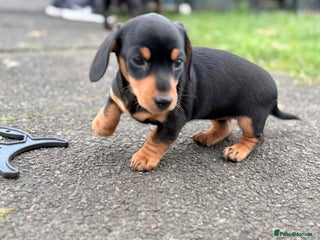 Miniature Dachshund dogs Miniature Dachshunds dapple. KC reg 4th Jan - Advert 3