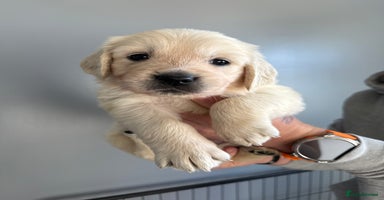 Golden Retriever dogs - Advert 7