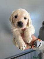 Golden Retriever dogs - Advert 5