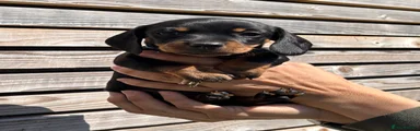 Miniature Dachshund Puppy 5