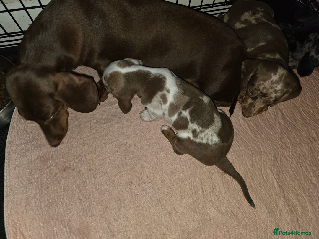Dachshund dogs for sale: Standard Dachshund Puppies - Advert 4