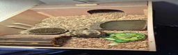 Tortoise reptiles for sale: Russian horsenfield tortoise in Coventry - Advert 3