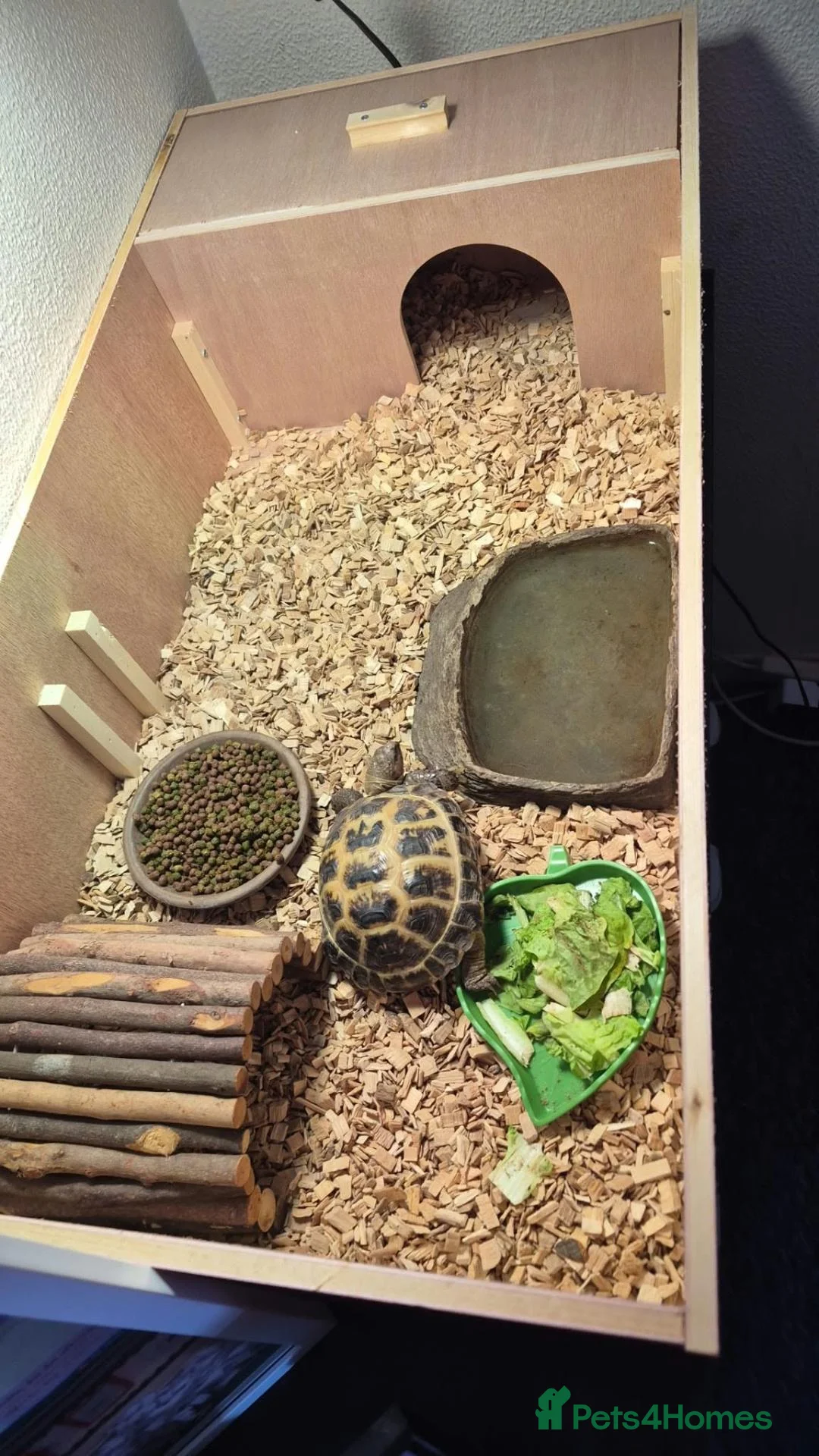 Tortoise reptiles for sale: Russian horsenfield tortoise in Coventry - Advert 3