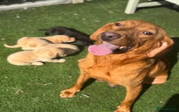 Labrador Retriever dogs for sale: Beautiful top kc line Labrador puppy’s  - Image 25