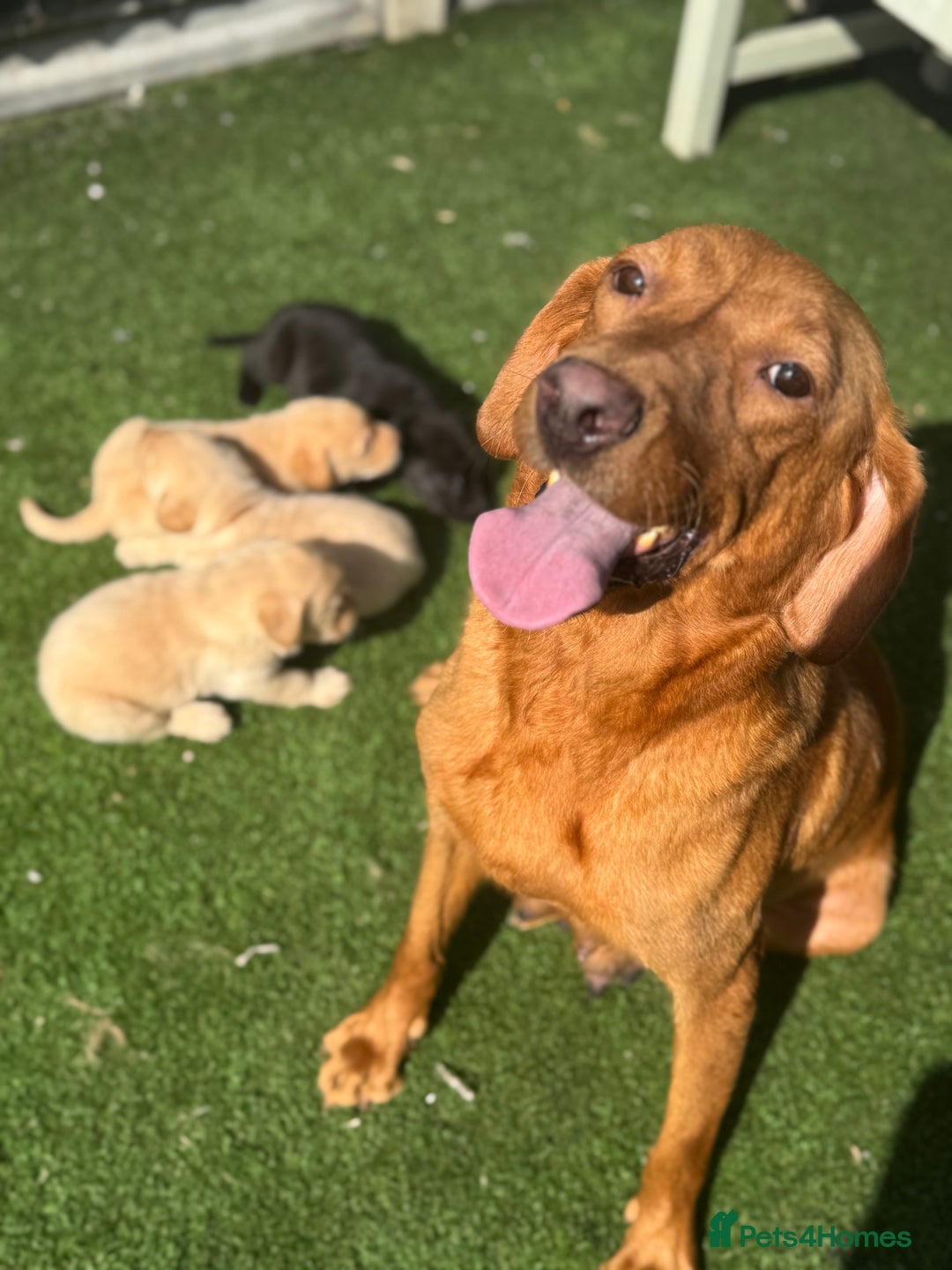 Labrador Retriever dogs for sale: Beautiful top kc line Labrador puppy’s  - Image 25
