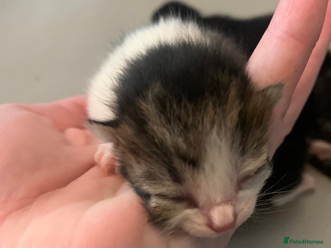 Mixed Breed cats for sale: 5 beautiful kittens all need loving homes - Advert 9
