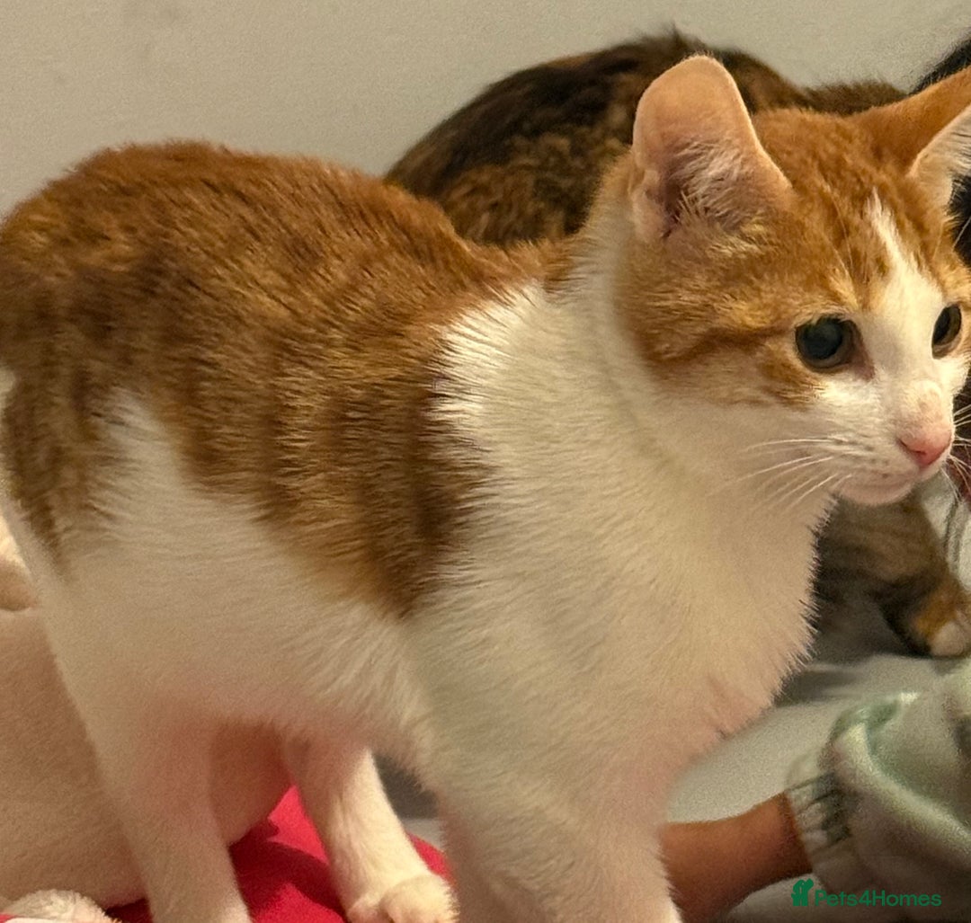 Domestic Shorthair cats for sale: Male kitten for sale - Advert 1